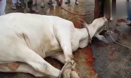 杀牛视频,揭秘杀牛全过程